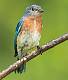Kirms Photography Eastern Bluebird-4